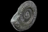 Jurassic Ammonite (Hildoceras) - England #81304-1